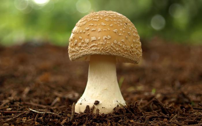 признаки грибов 