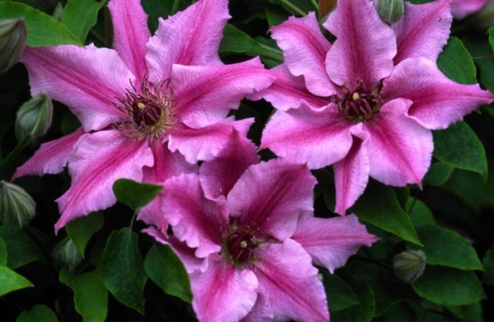 how to save clematis in winter