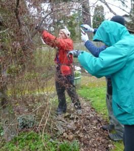 clematis pruning for the winter