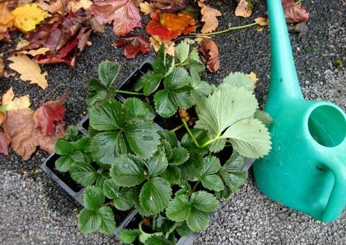как посадить клубнику осенью