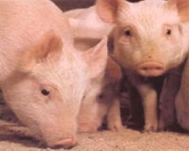 признаки африканской чумы у свиней 