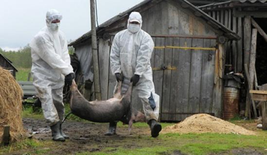 борьба с африканской чумой свиней