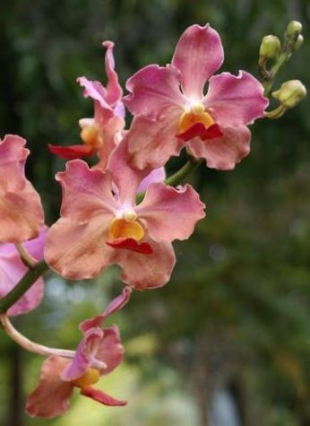 Нужно ли обрезать отцветшую орхидею