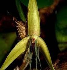 Как отцветает орхидея. Фото