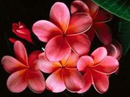 Plumeria seed cultivation