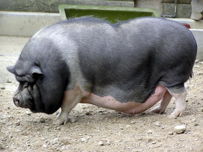 опорос вьетнамских свиней