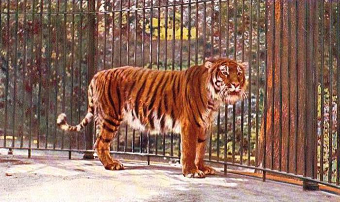 туранский тигр исчезающий вид 