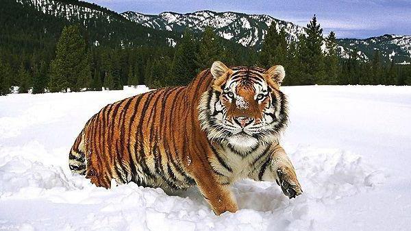 туранский тигр ареал обитания 