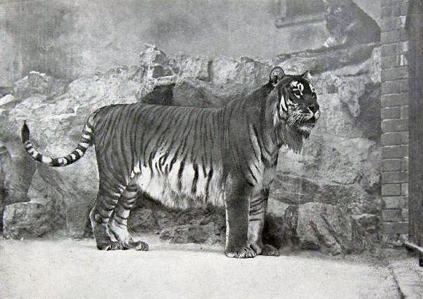 туранский тигр в пакистане 