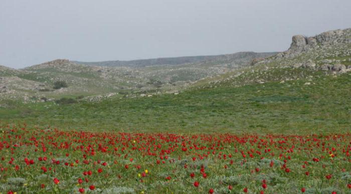 Opuk nature reserve photo