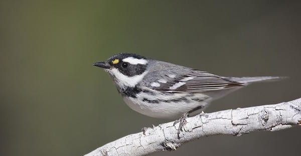 warbler bird