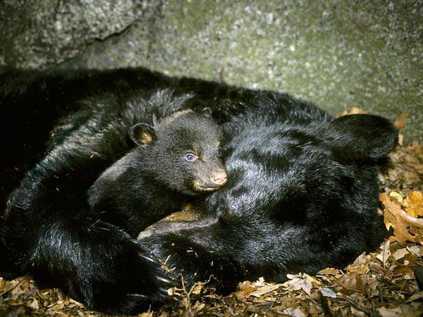 почему медведь спит зимой почему сосет лапу 