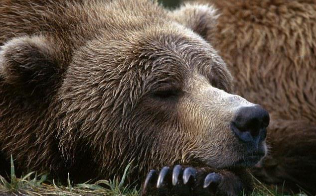 как спит медведь в берлоге и почему медведь сосет лапу 