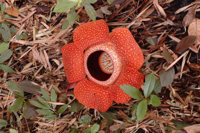 цветок раффлезия арнольди 