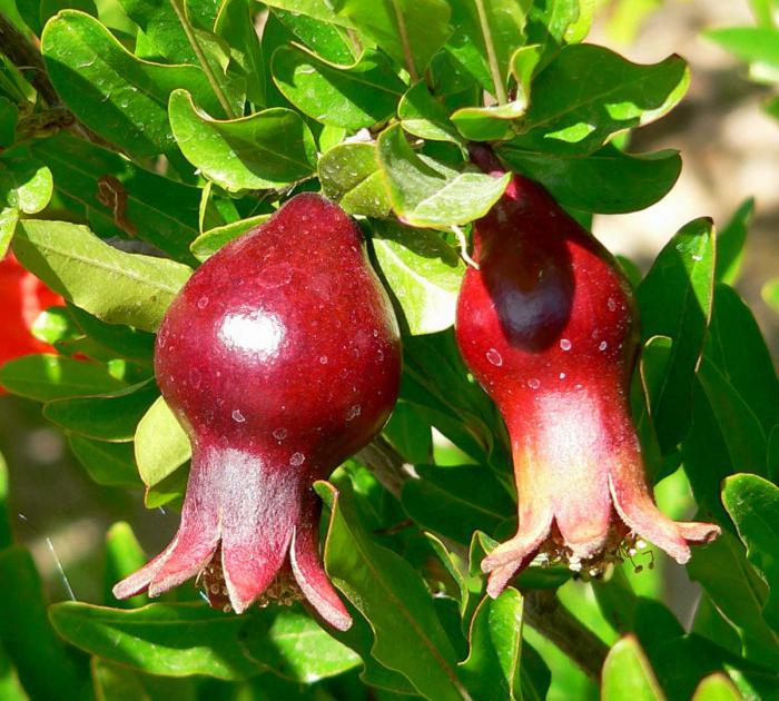 how pomegranate grows