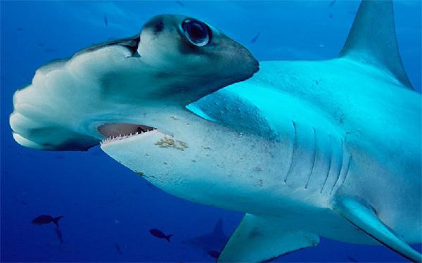  какие акулы в средиземном море 