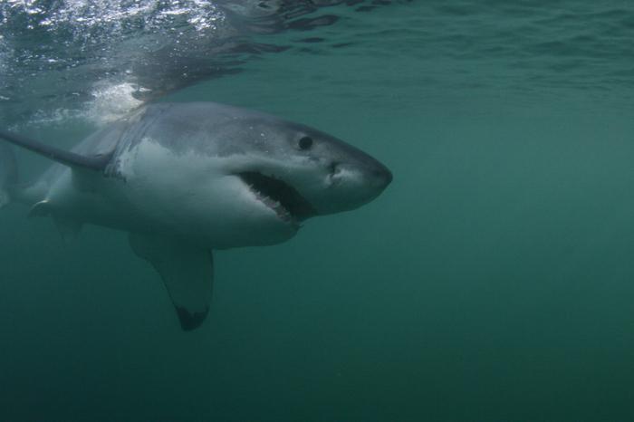 нападение акул в средиземном море 