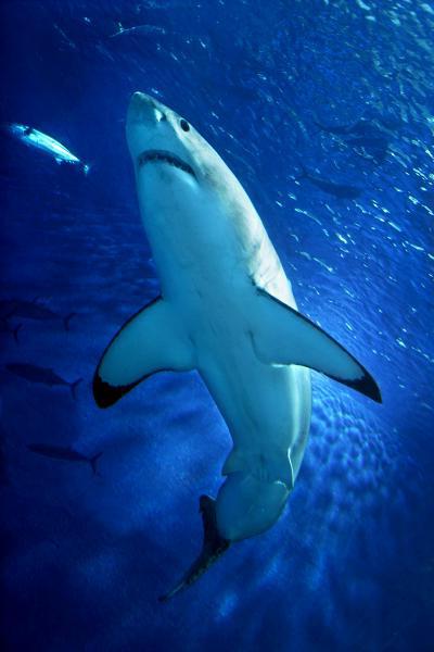 есть ли акулы в средиземном море 
