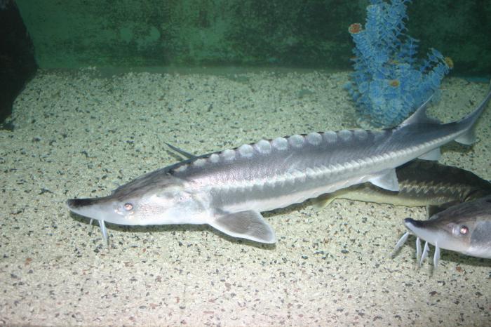 sturgeon species