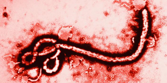 вирус эбола откуда появился 