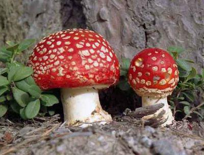 грибы, растущие в Крыму 
