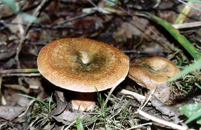 грибы Крыма фото описание 