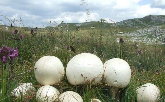 степные грибы Крыма 