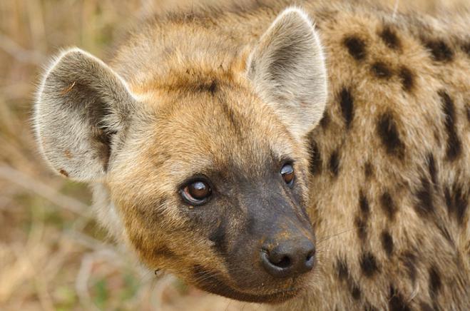 spotted hyena