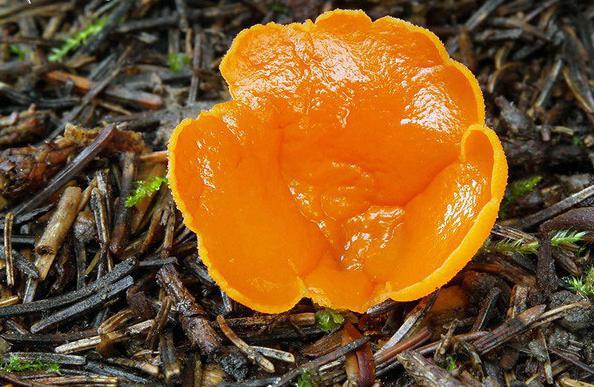 Как называются первые весенние грибы 