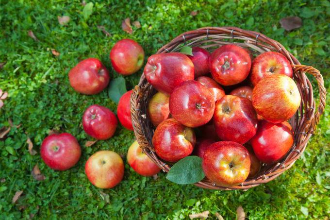 apple orchid variety