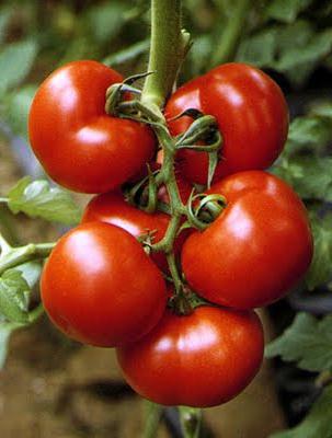 описание сортов томатов