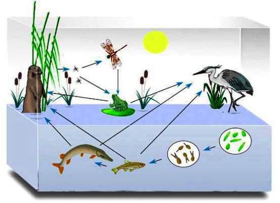 пищевые связи в водоеме