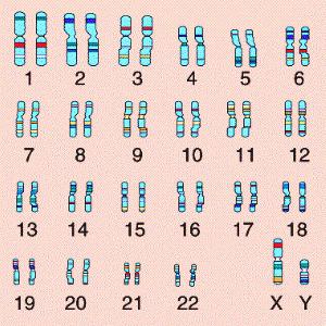 диплоидные хромосомы