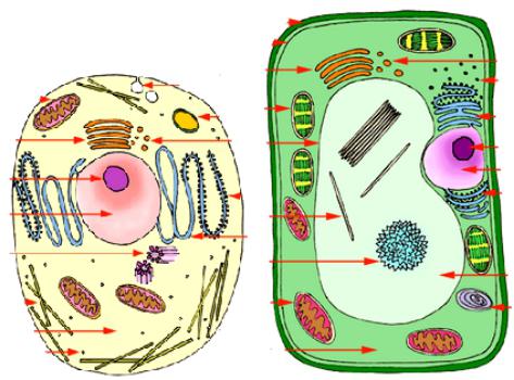 клетки растений и животных