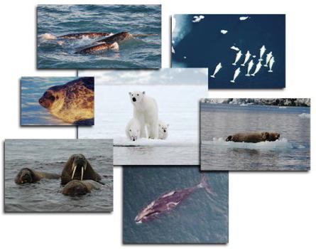 органический мир северного ледовитого океана список