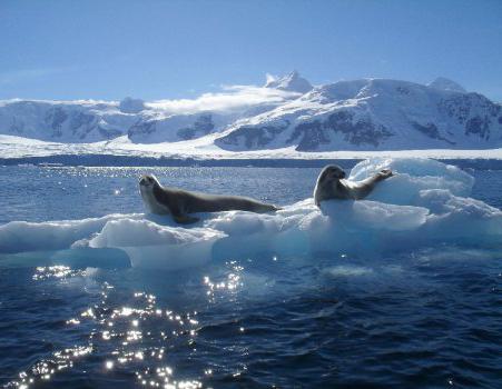 органический мир северного ледовитого океана кратко