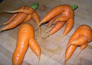 why carrots grow horny