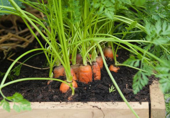 why carrots are horned