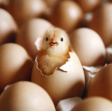 инкубационное яйцо кур