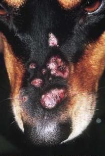 pyoderma in dogs