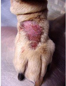 pyoderma in dogs symptoms