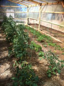 grid for cucumbers in the greenhouse