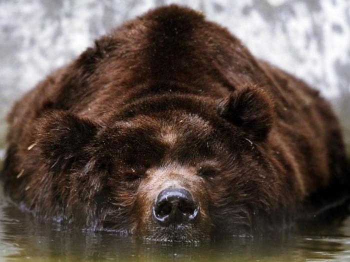 bear mountain in crimea