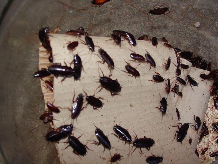Тараканы насекомые борьба