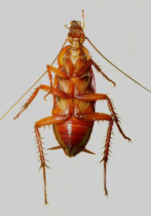 Тараканы насекомые фото