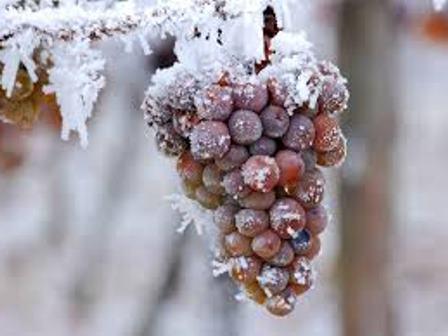 ice wine austria