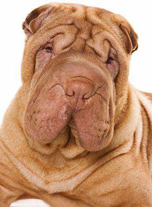 shar pei puppy