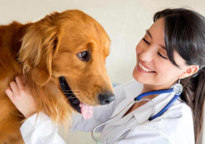 Вред и польза стерилизации собаки thumbnail