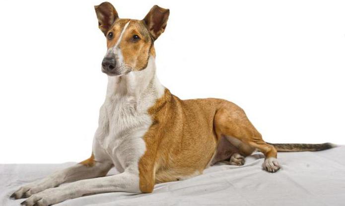 collie shorthair