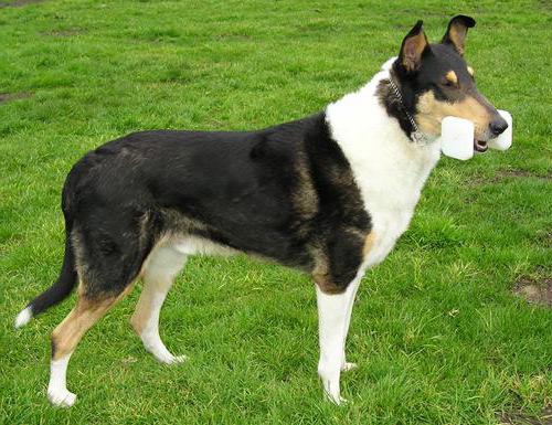 Collie Shorthair Photo